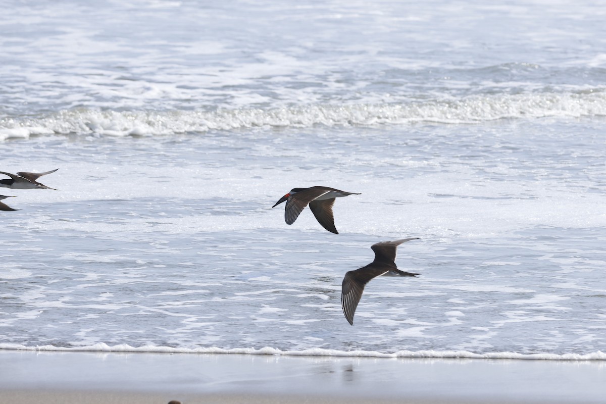 Black Skimmer - ML643180043