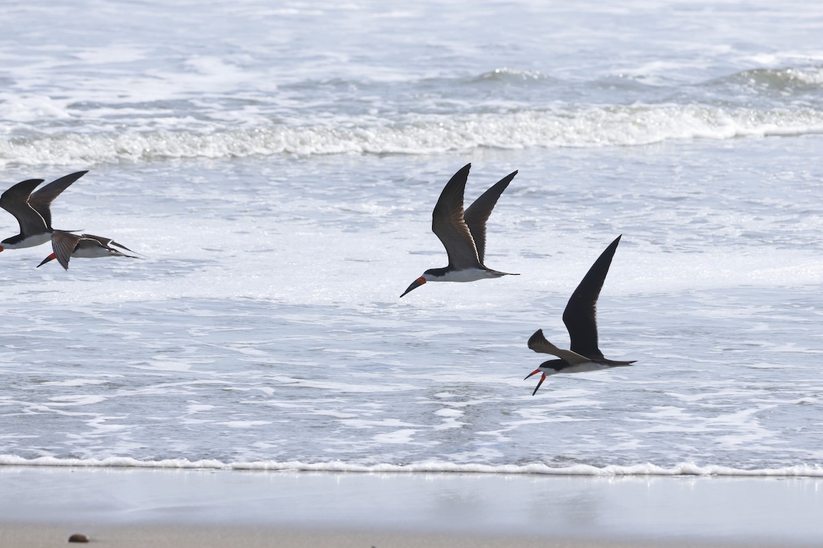 Black Skimmer - ML643180044