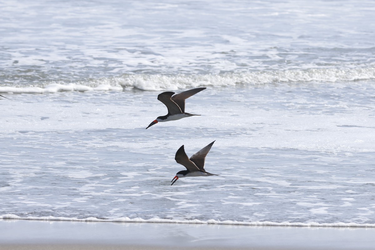 Black Skimmer - ML643180045