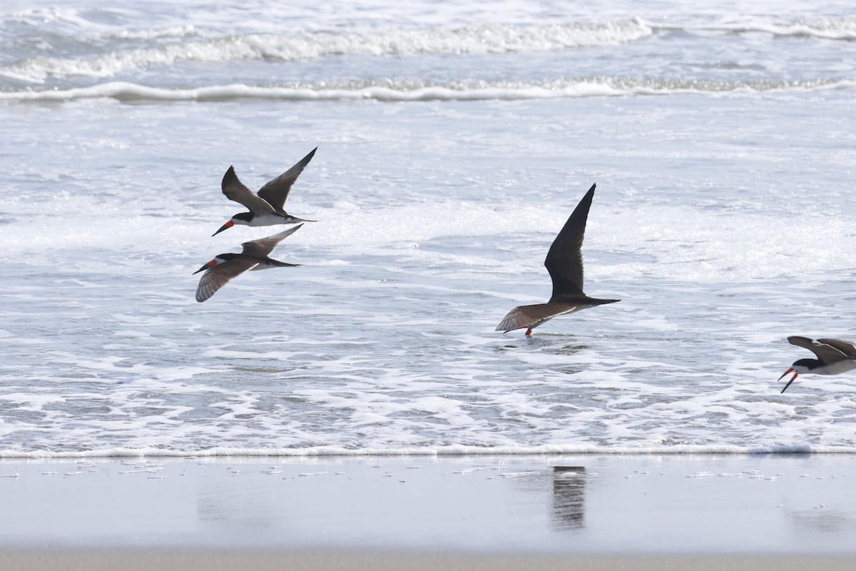 Black Skimmer - ML643180048