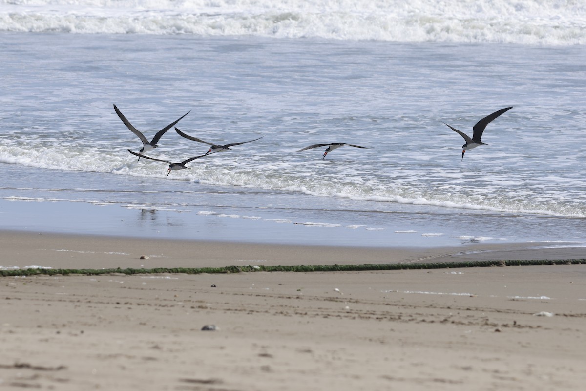Black Skimmer - ML643180049