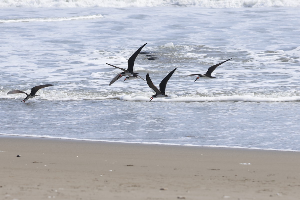 Black Skimmer - ML643180050
