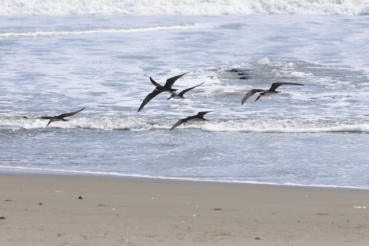 Black Skimmer - ML643180051