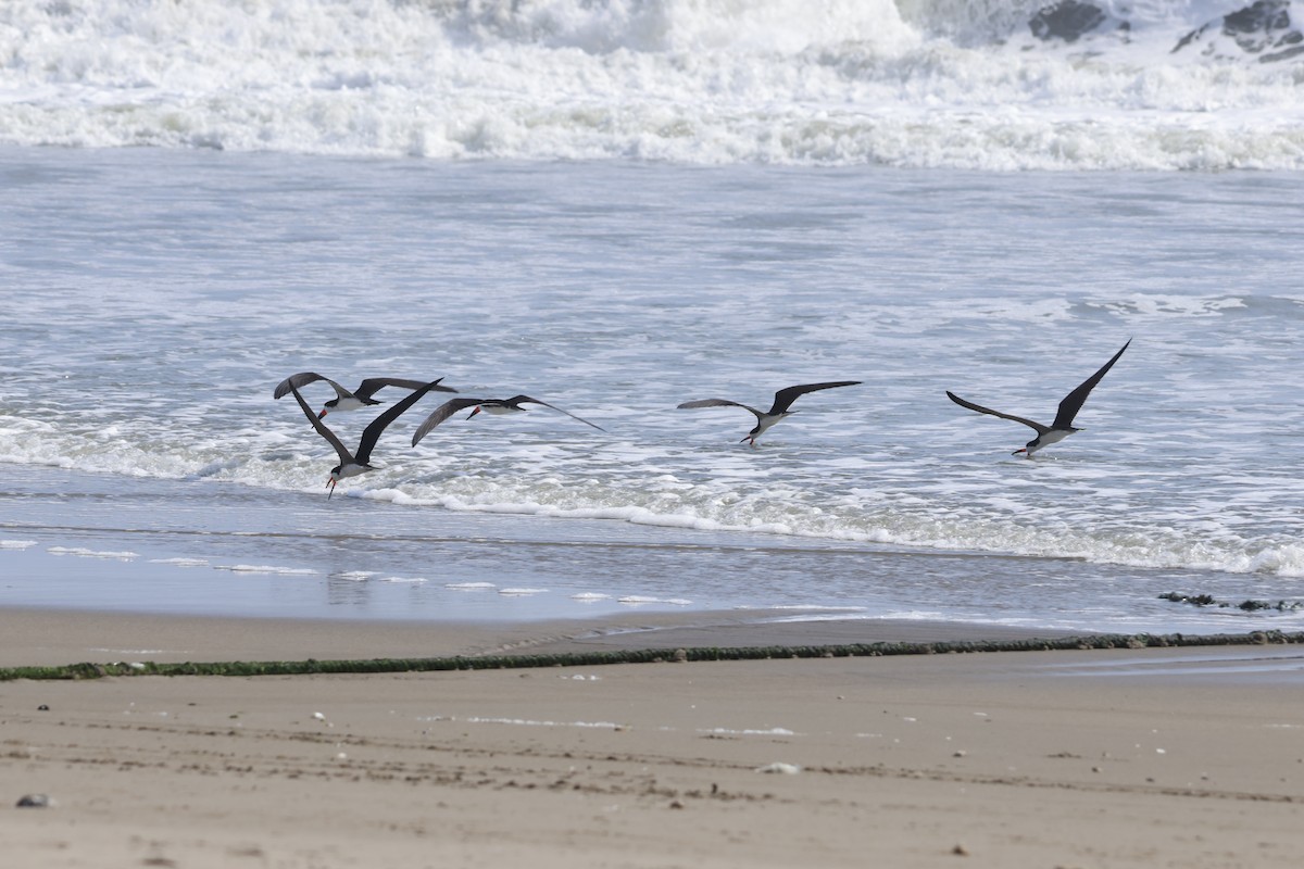 Black Skimmer - ML643180052