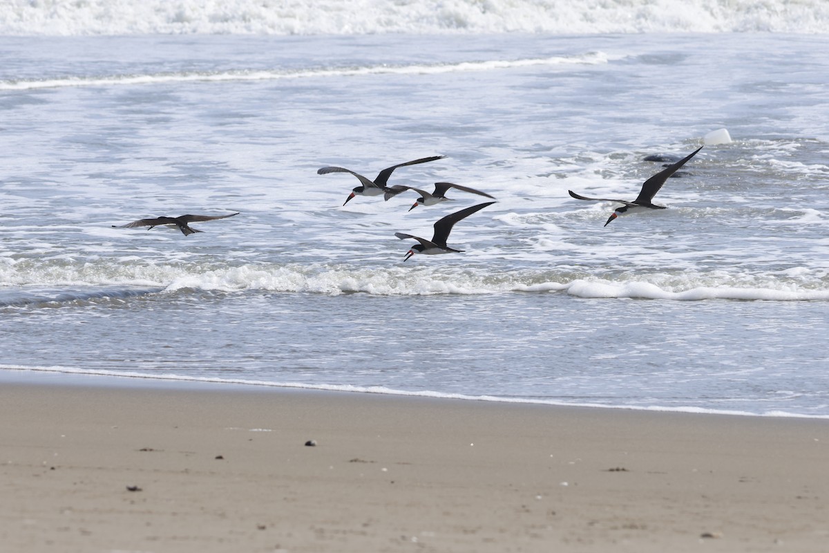 Black Skimmer - ML643180053