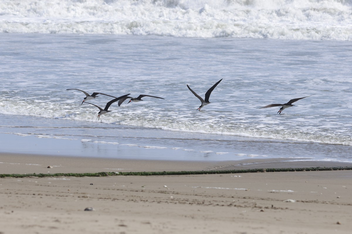 Black Skimmer - ML643180054