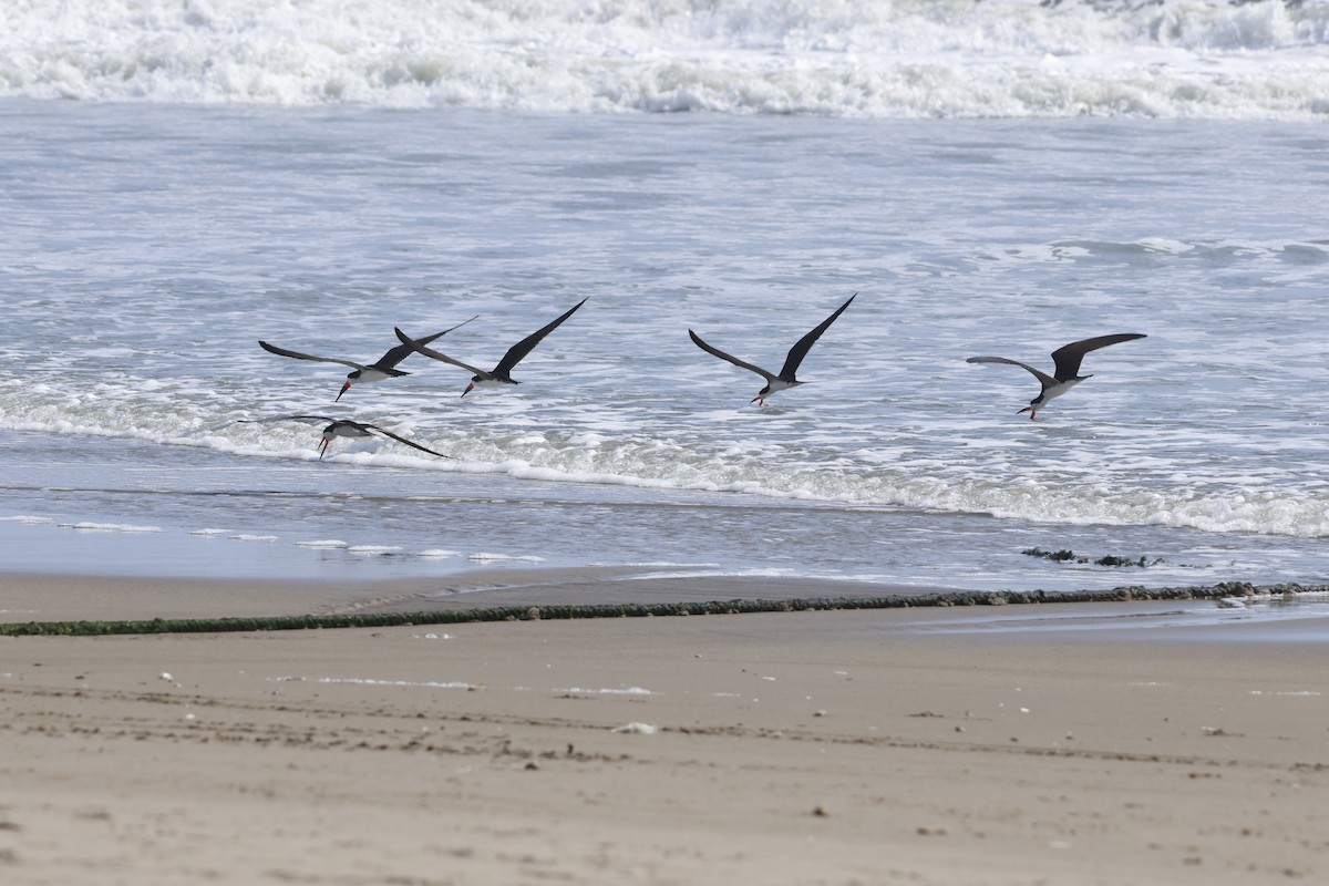 Black Skimmer - ML643180055