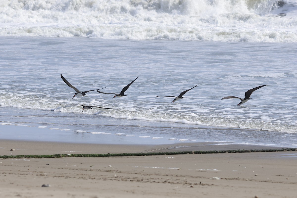 Black Skimmer - ML643180056