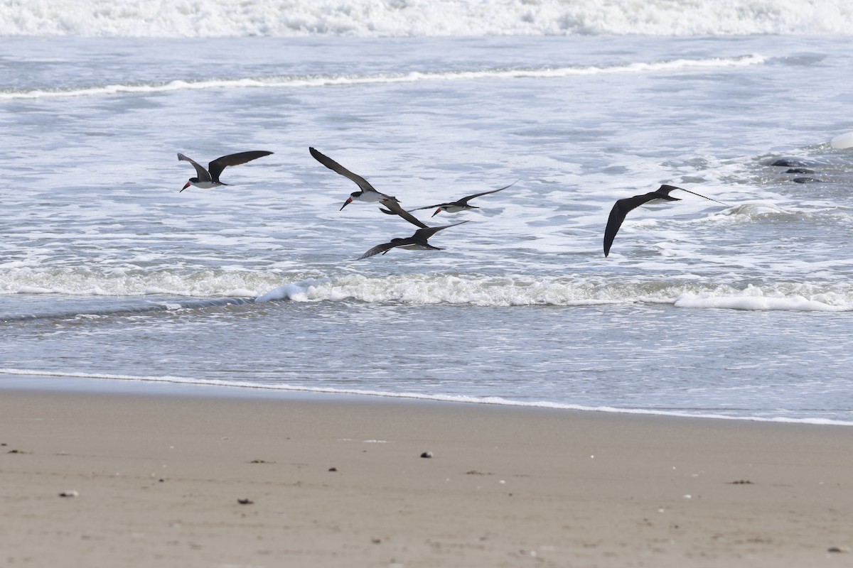 Black Skimmer - ML643180057