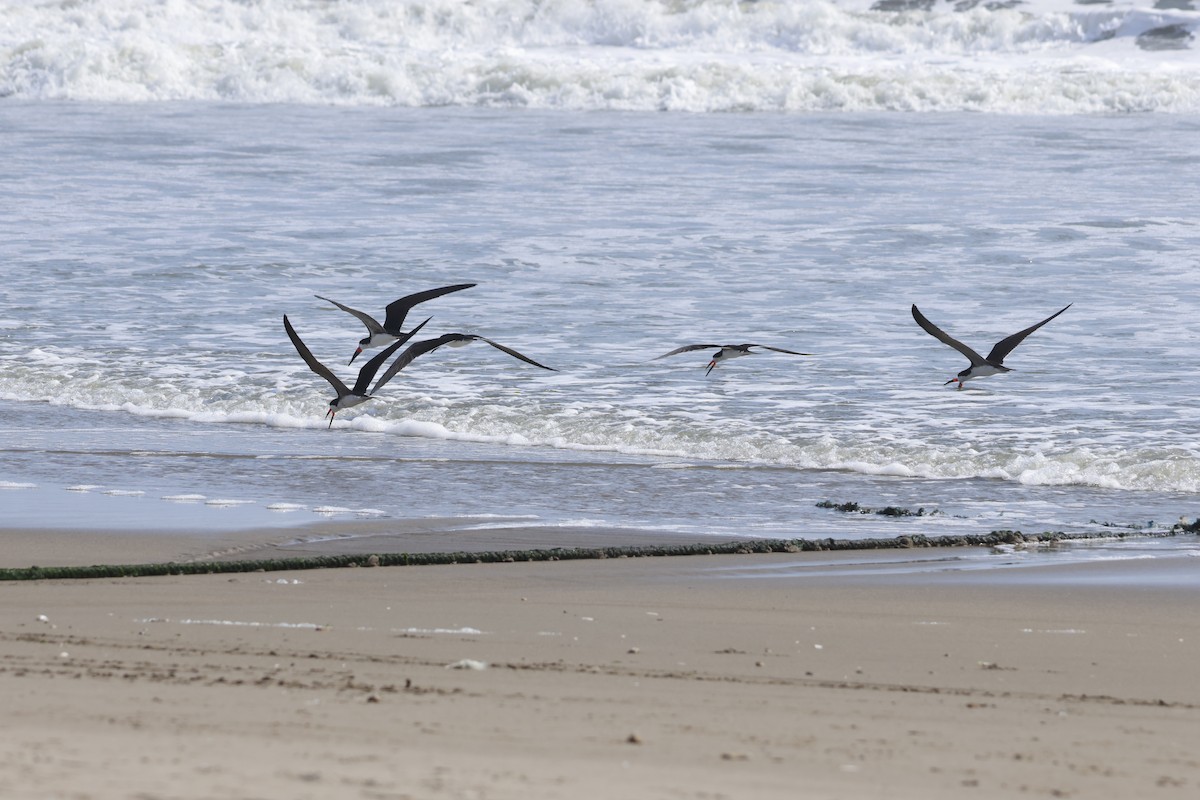 Black Skimmer - ML643180058