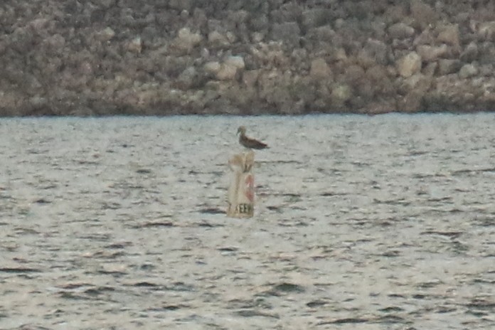 Red-footed Booby - ML643180132