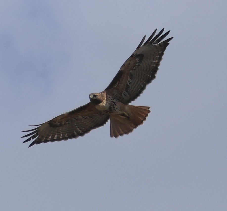 Red-tailed Hawk (calurus/alascensis) - ML643180133