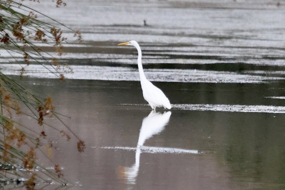 Grande Aigrette - ML643180155