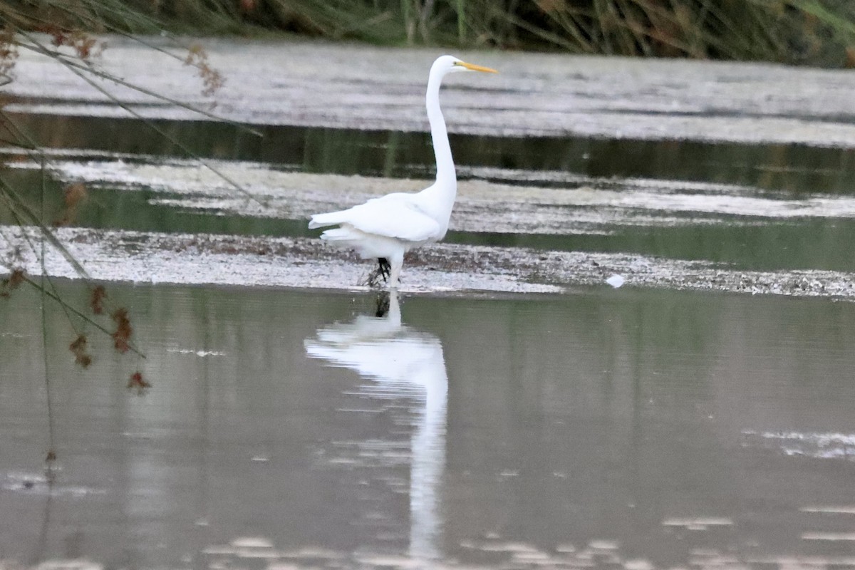 Grande Aigrette - ML643180156