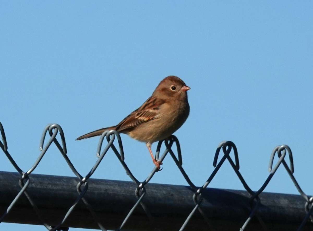 Field Sparrow - ML643180157
