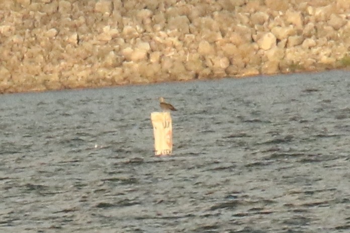 Red-footed Booby - ML643180167