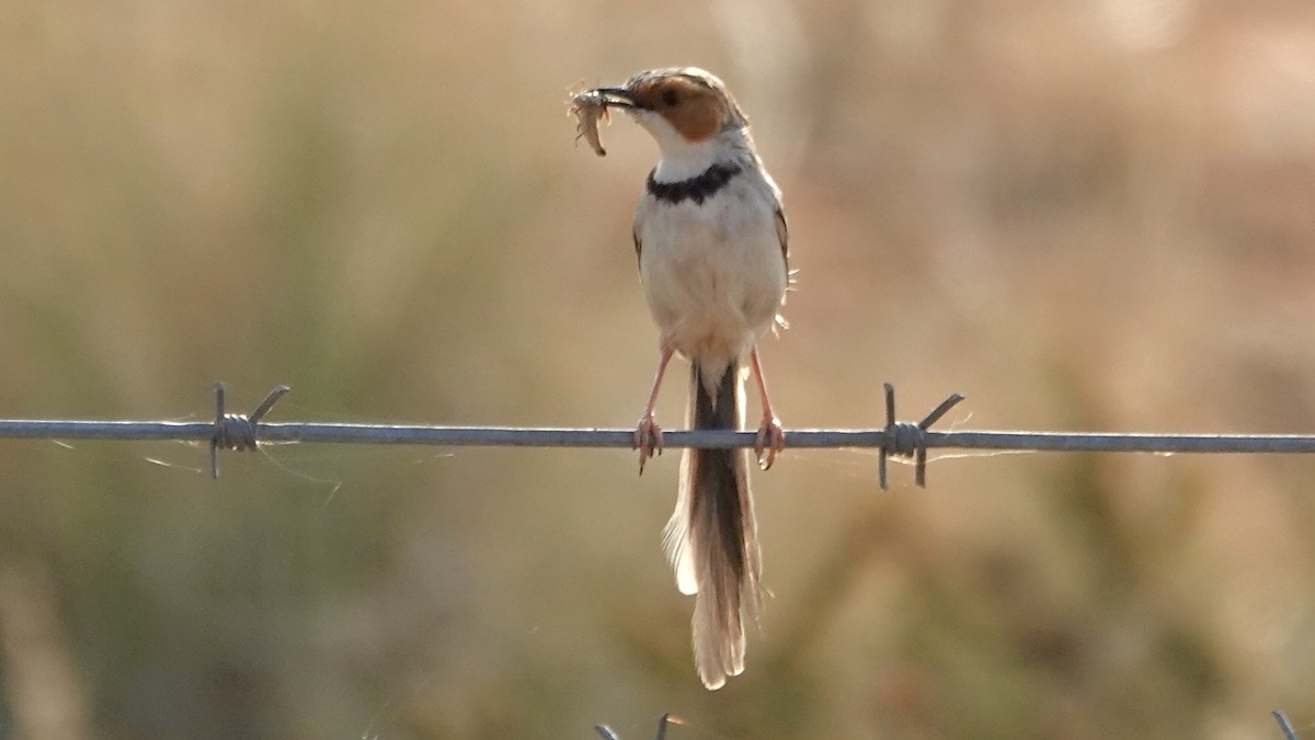 Rufous-eared Warbler - ML643180184