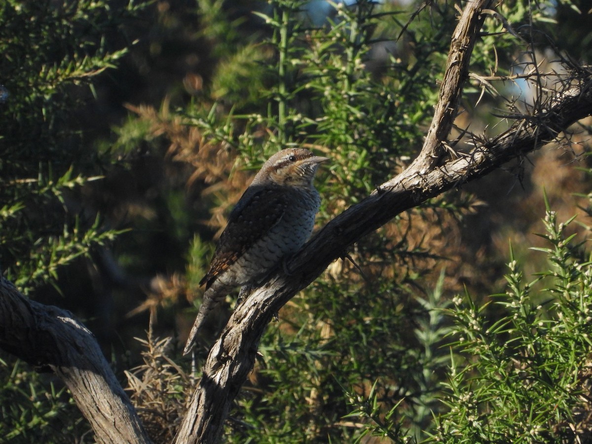 Eurasian Wryneck - ML643180187
