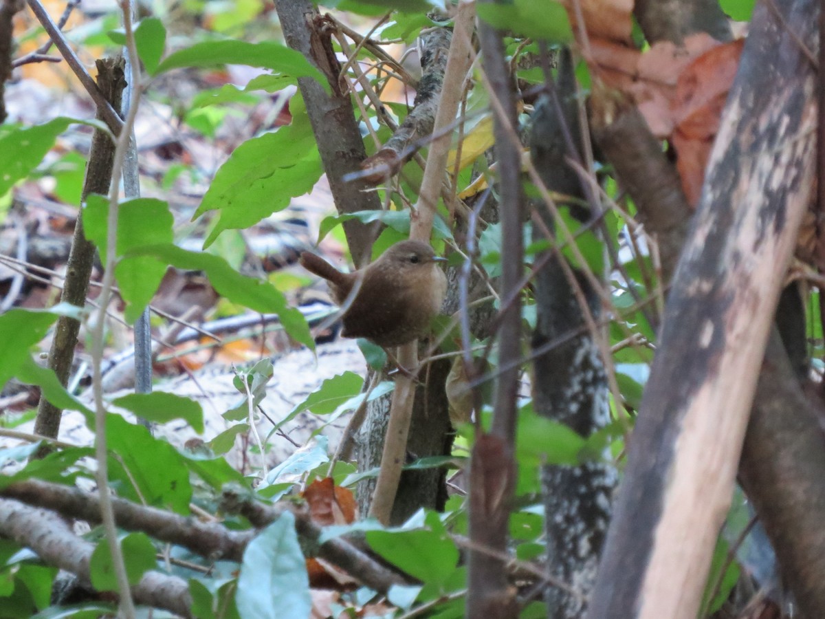 Winter Wren - ML643180192