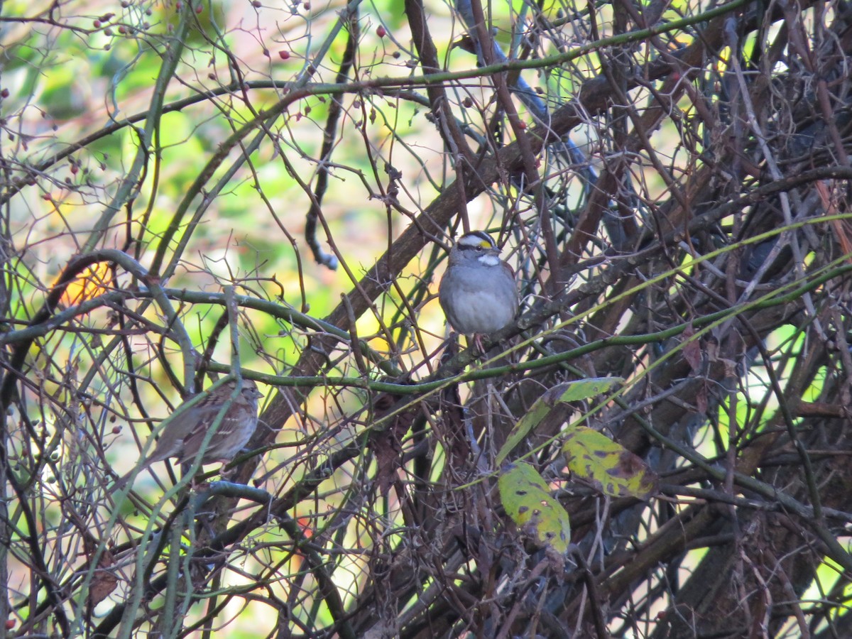 White-throated Sparrow - ML643180209