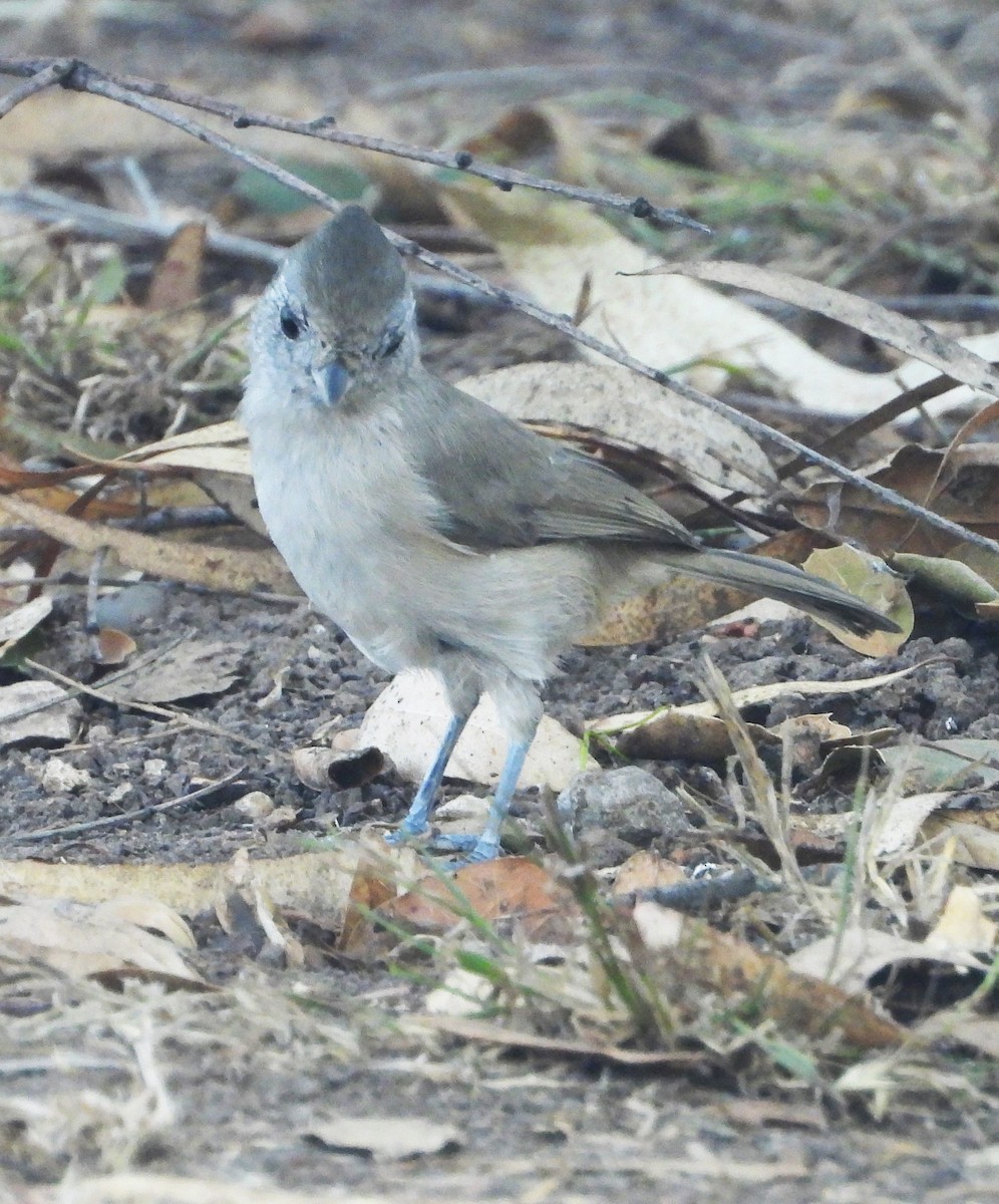 Oak Titmouse - ML643180220