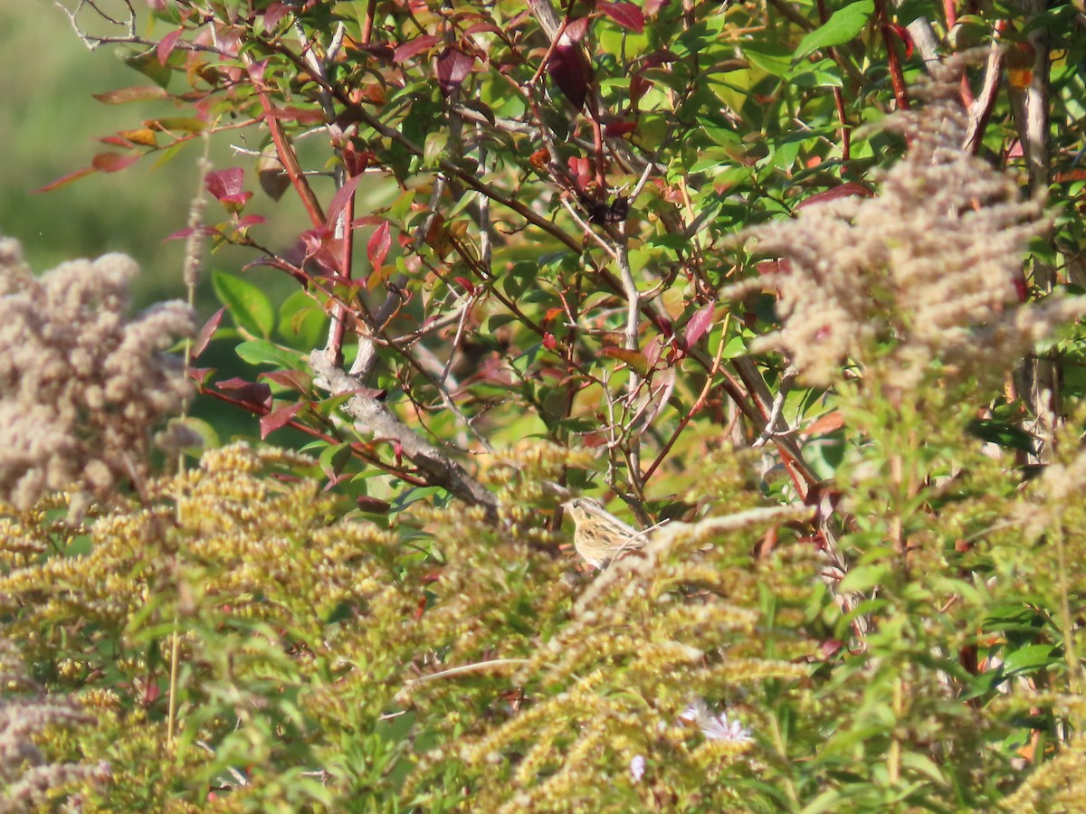 LeConte's Sparrow - ML643180282
