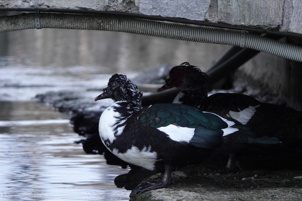 Muscovy Duck (Domestic type) - ML643180298