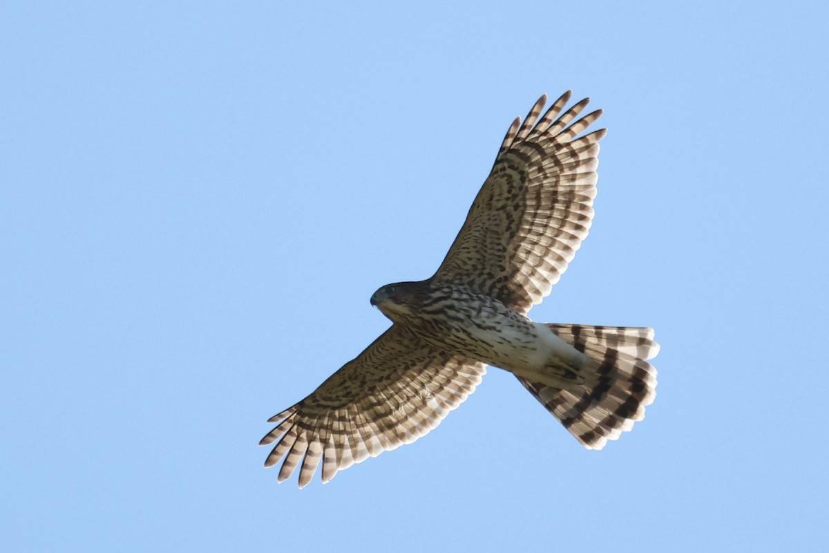 Cooper's Hawk - ML643180300