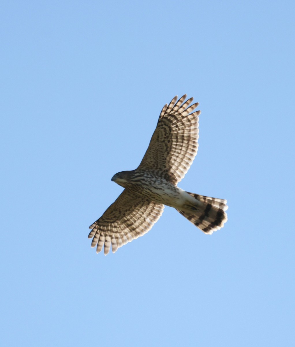 Cooper's Hawk - ML643180301