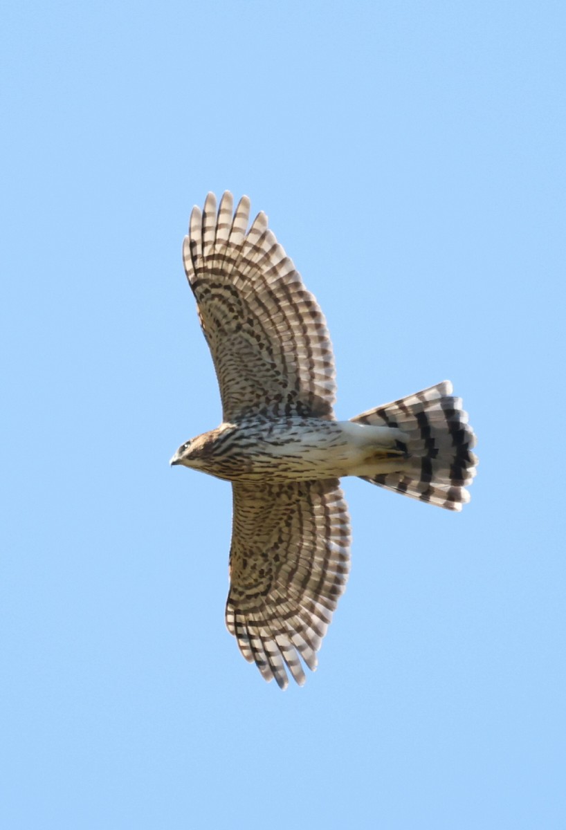 Cooper's Hawk - ML643180302