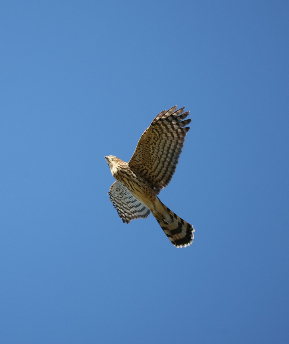 Cooper's Hawk - ML643180303
