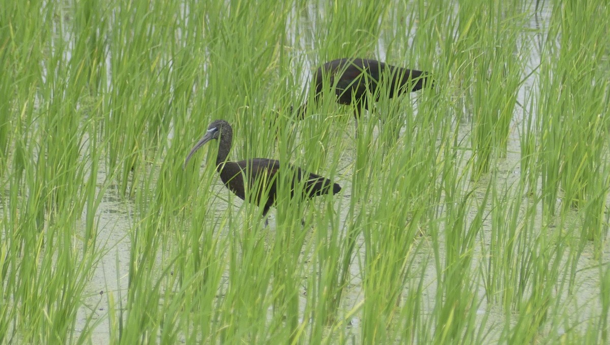Glossy Ibis - ML643180306
