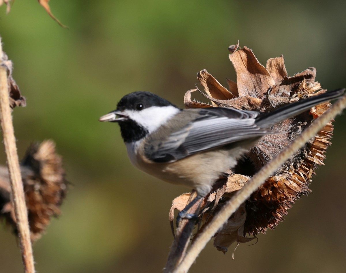 Black-capped Chickadee - ML643180307
