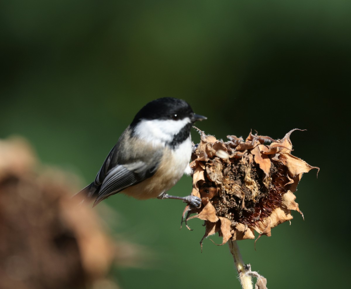 Black-capped Chickadee - ML643180308