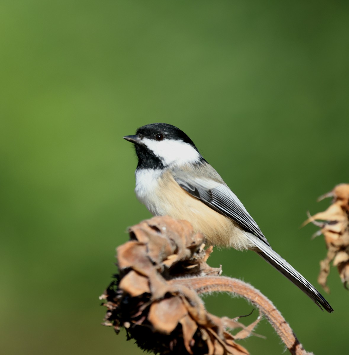 Black-capped Chickadee - ML643180309