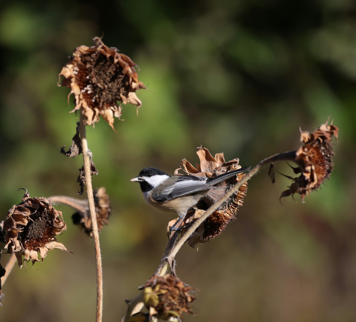 Black-capped Chickadee - ML643180310