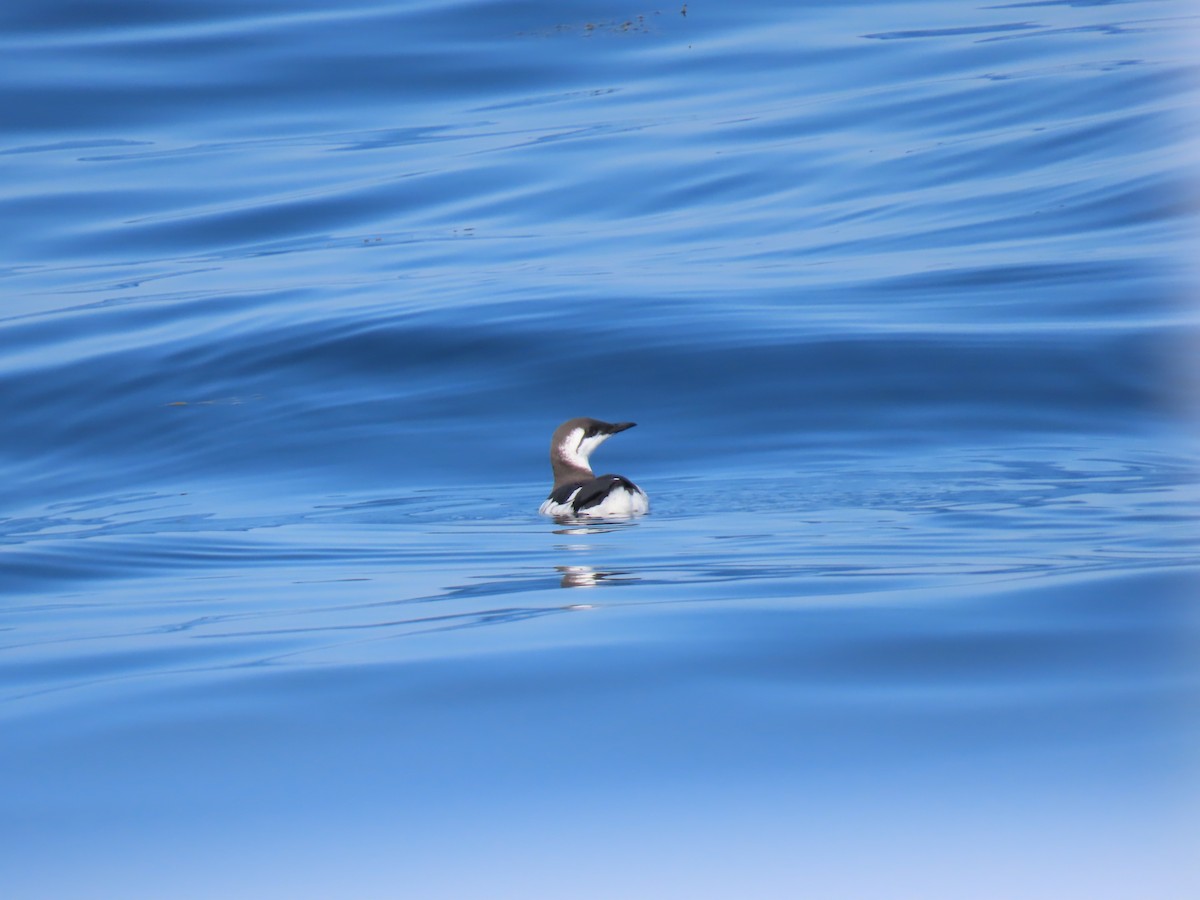 Common Murre - ML643180312