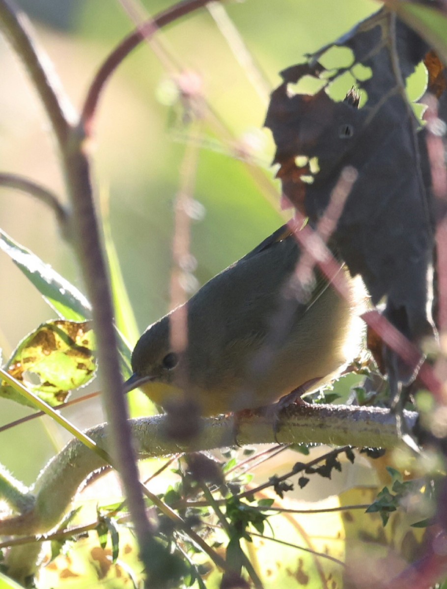 Common Yellowthroat - ML643180320