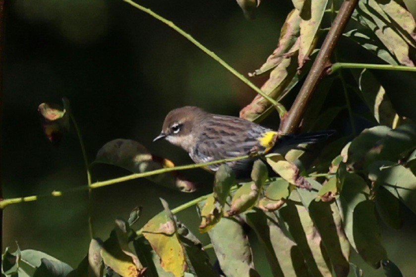 Yellow-rumped Warbler - ML643180323
