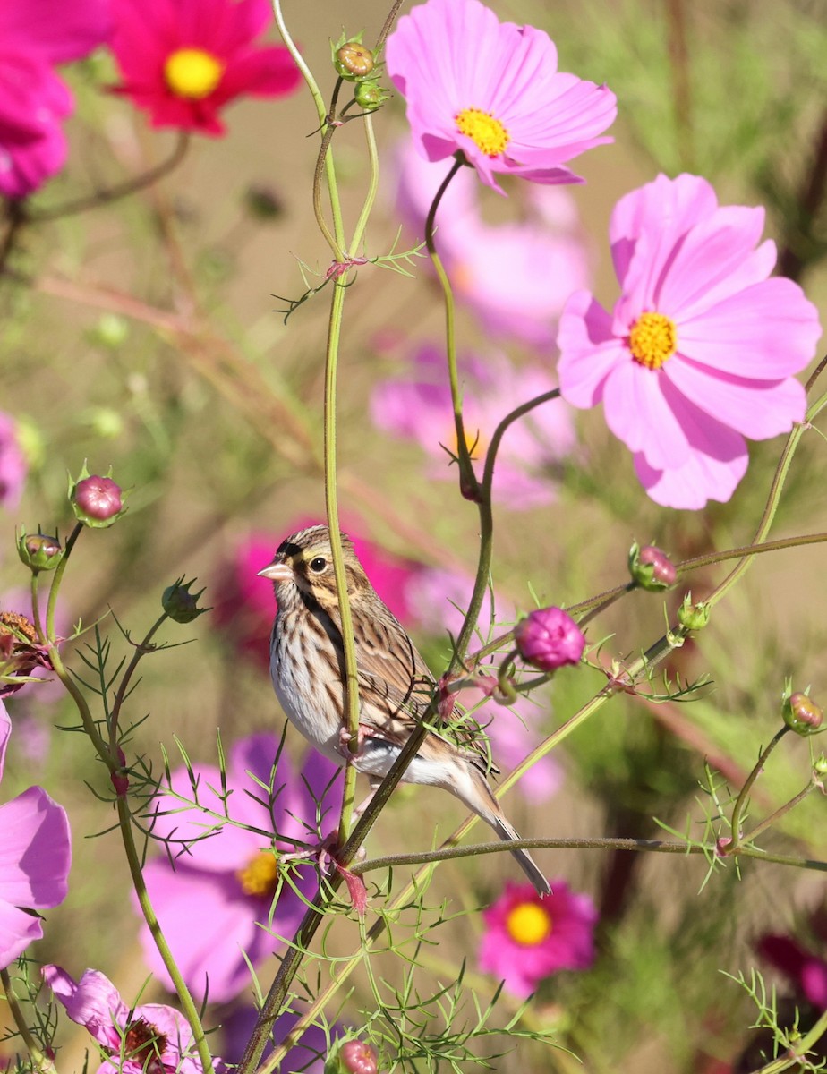 Savannah Sparrow - ML643180335