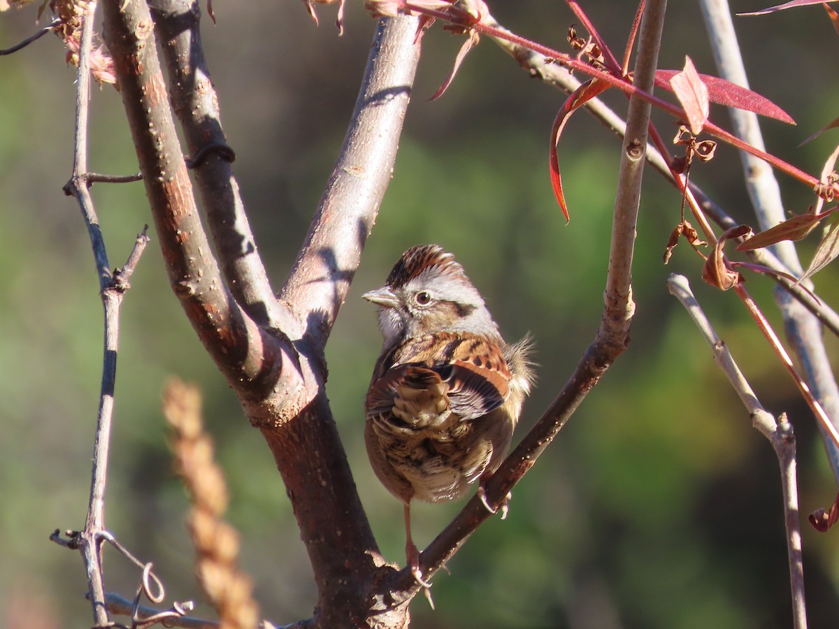 Swamp Sparrow - ML643180442