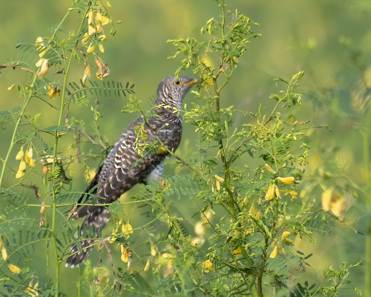 Common Cuckoo - ML643180462