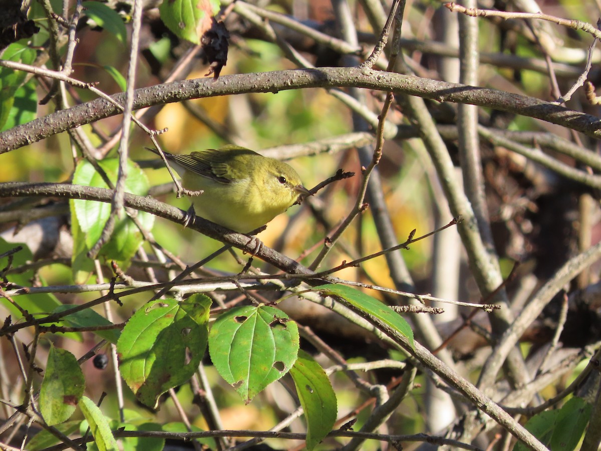 Tennessee Warbler - ML643180463