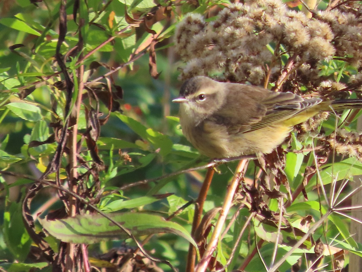 Palm Warbler - ML643180468