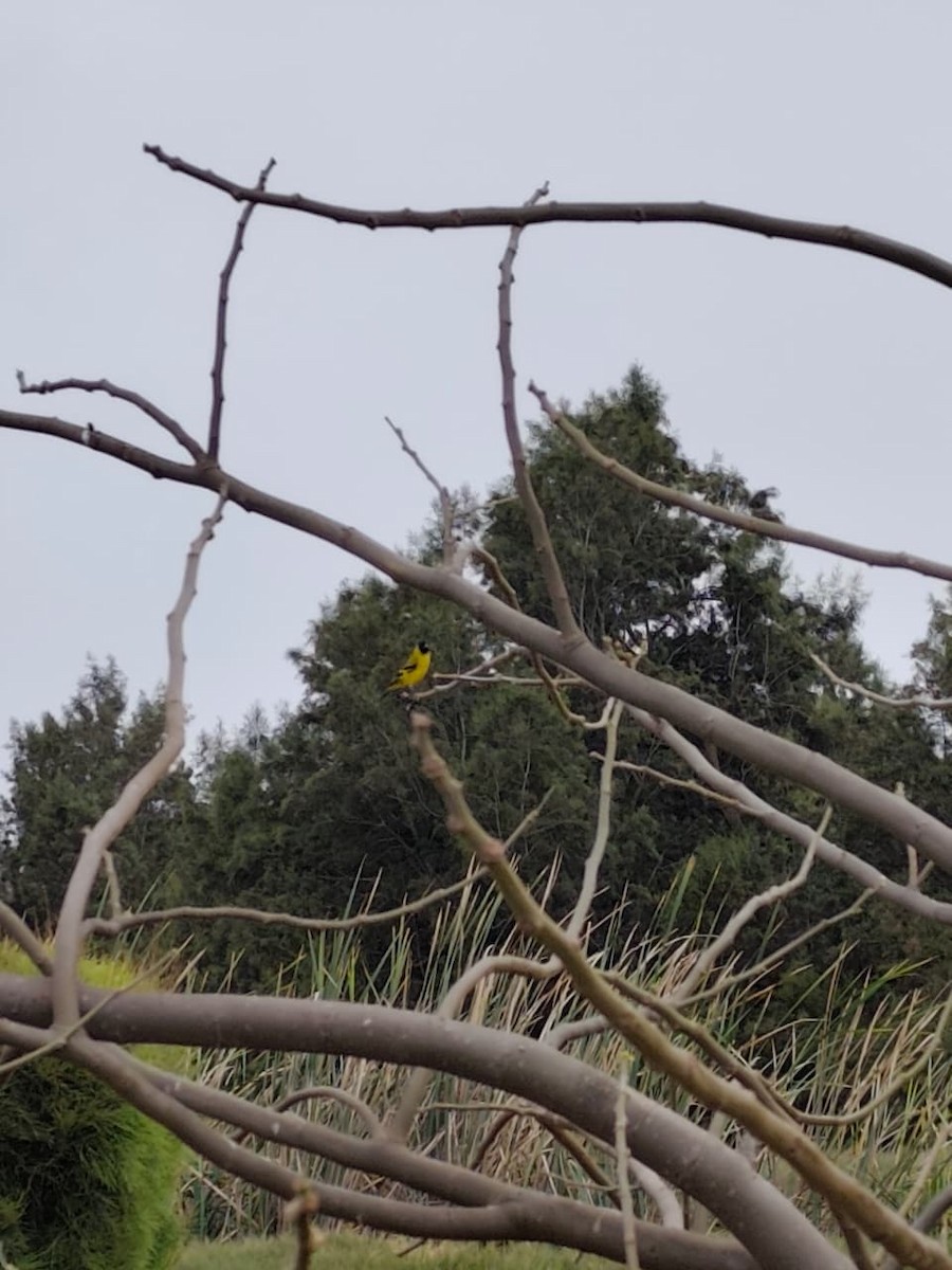 Hooded Siskin - ML643180474