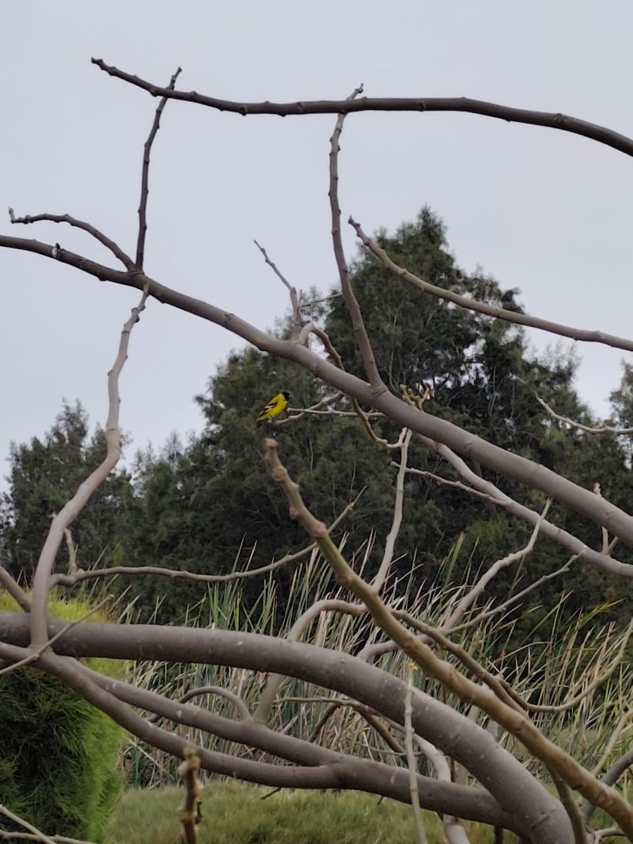Hooded Siskin - ML643180476