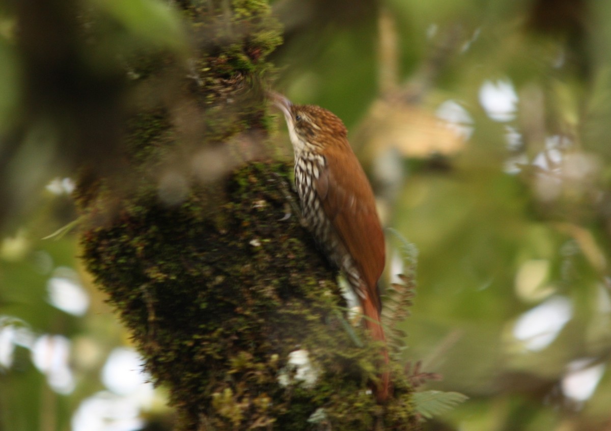 Scaled Woodcreeper - ML643180498