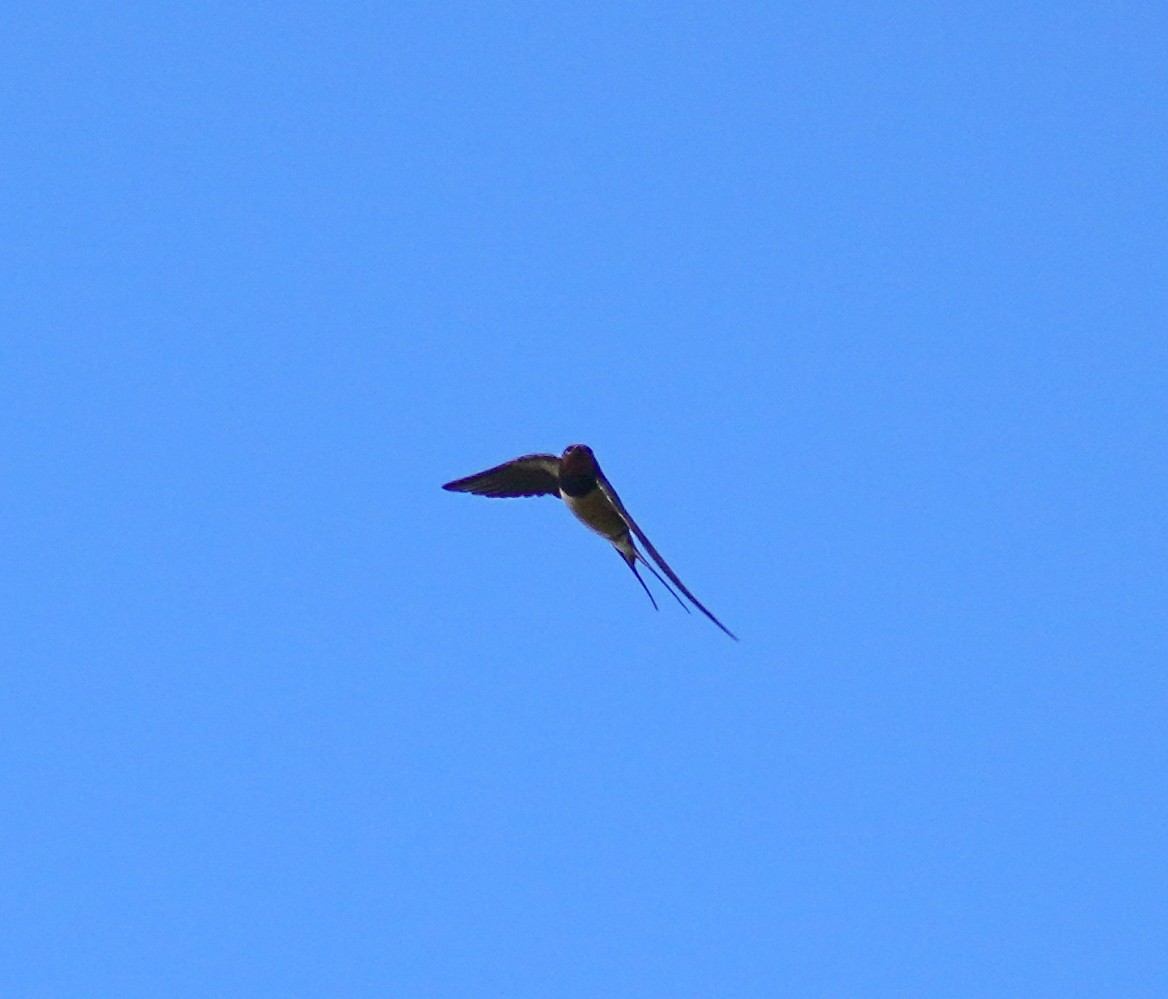 Hirondelle rustique - ML643180502