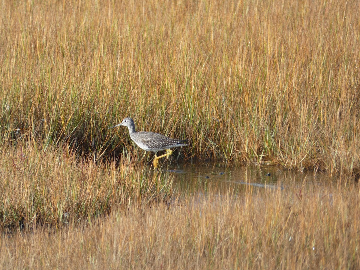 Greater Yellowlegs - ML643180512