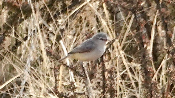 Yellow-bellied Eremomela - ML643180522